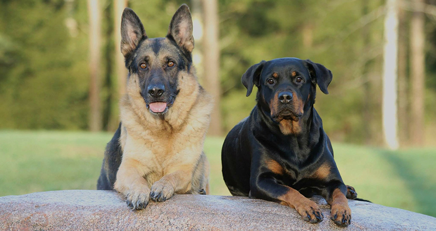 Top 94+ imagen german shepherd rottweiler