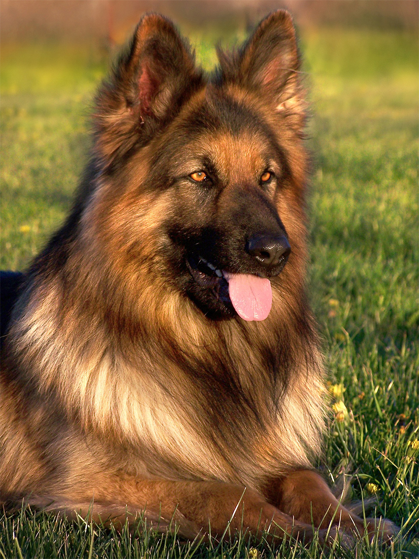 alsatian cross dog