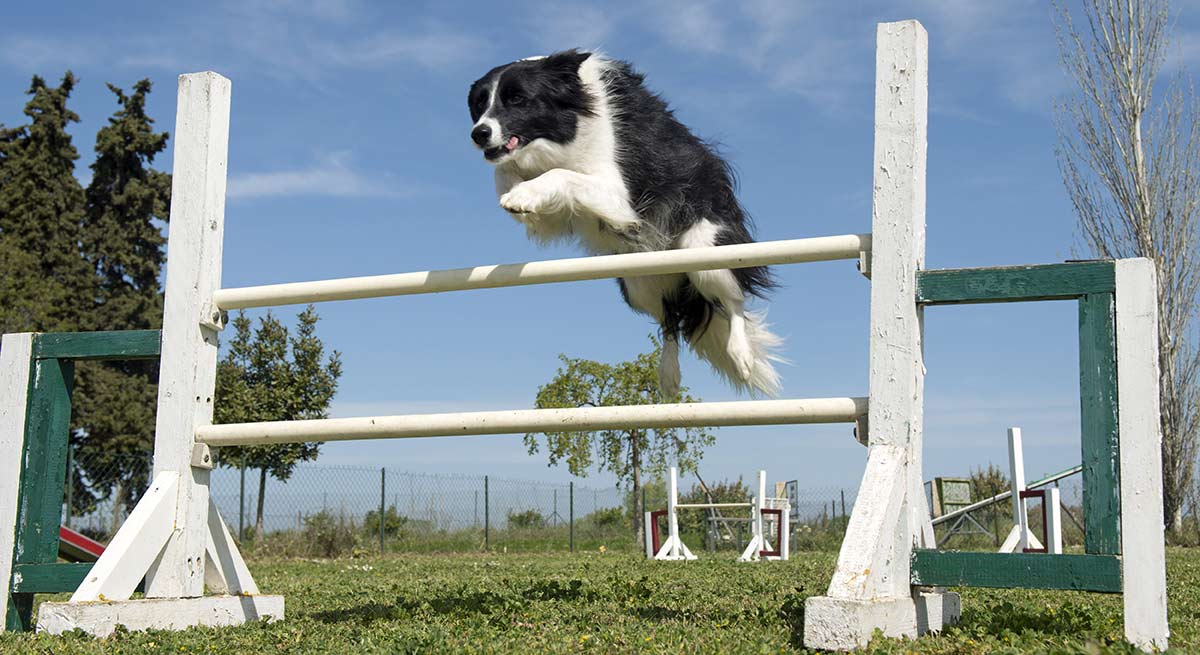 can a australian shepherd jump over 4 feet