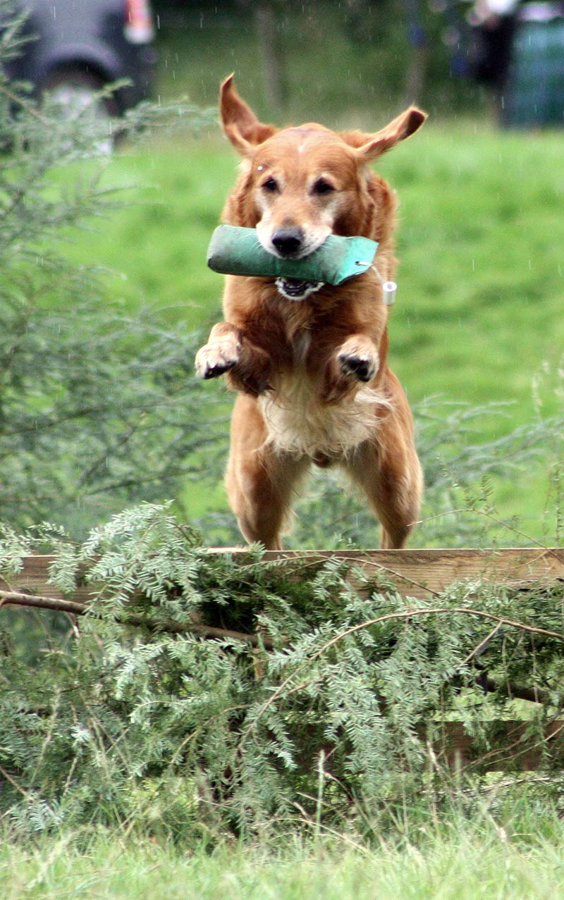 Hoe leer je een hond te springen zoals deze retriever?