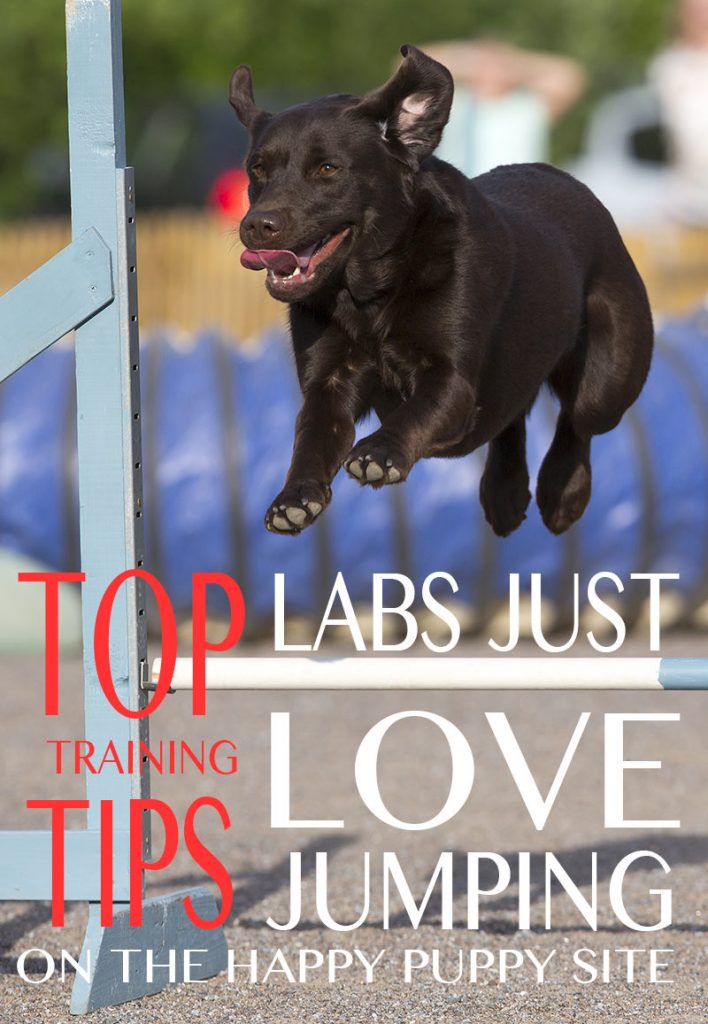 How To Teach A Dog To Jump With Safety and Training Tips
