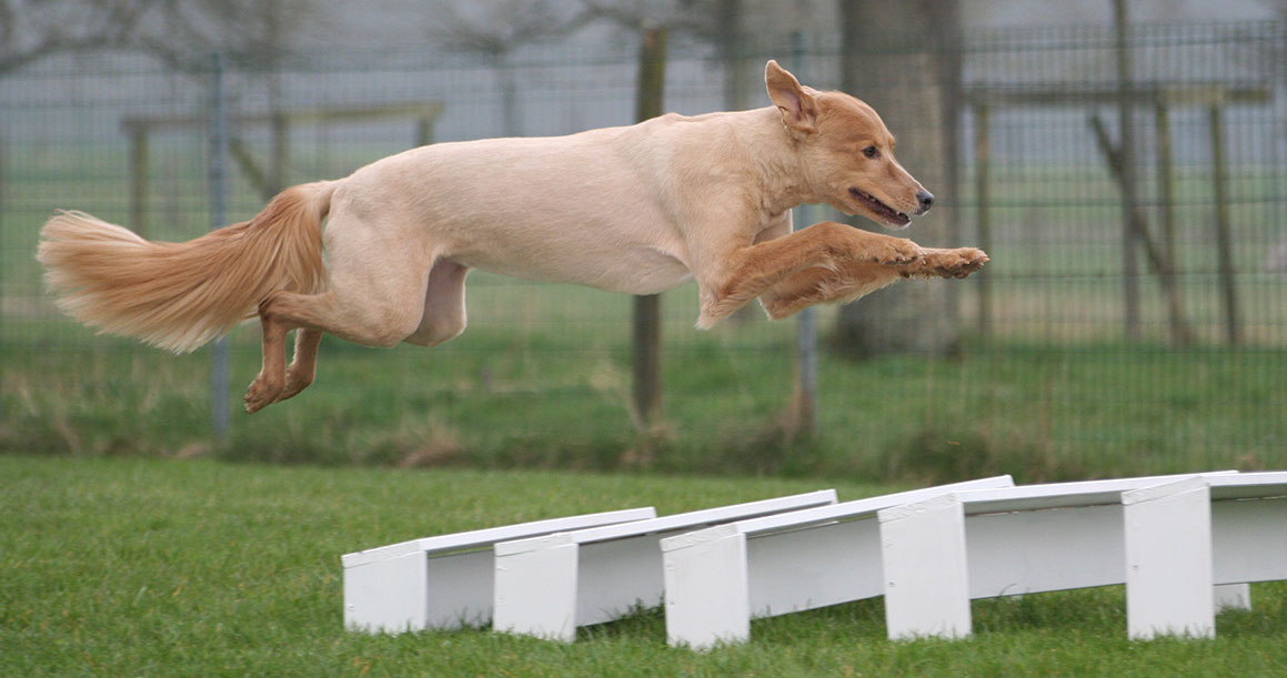 when can a puppy jump