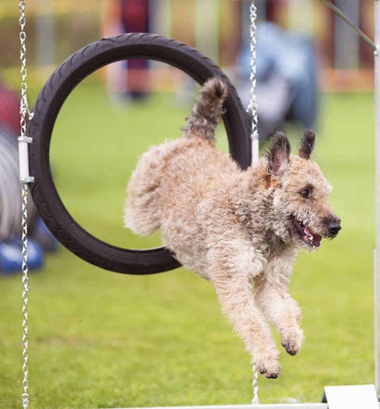 How To Teach A Dog To Jump With Safety and Training Tips