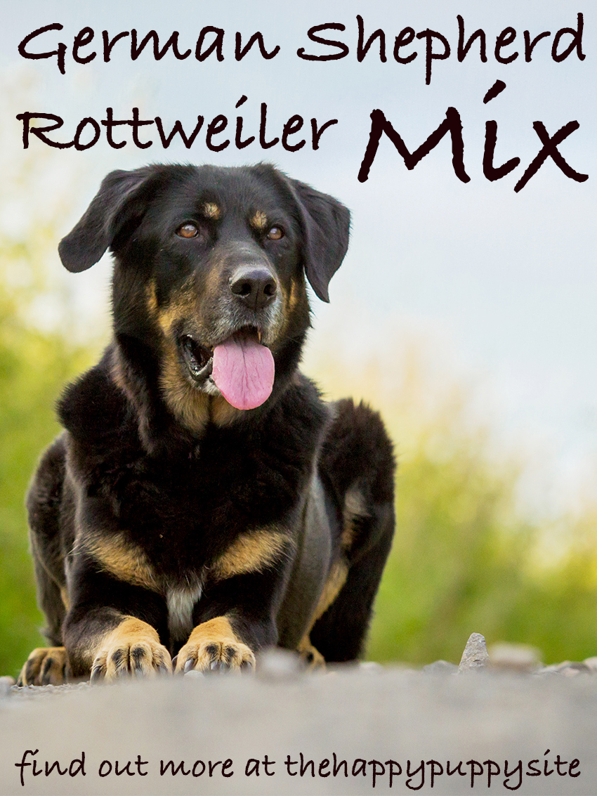 German Shepherd Rottweiler Mix Breed Facts Information