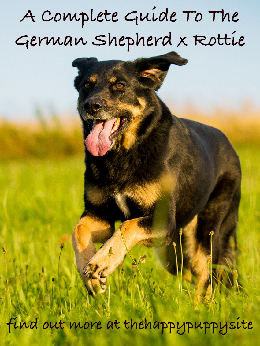 German Shepherd Rottweiler Mix Colors Can Range Through Either The GSD or Rottie Spectrums