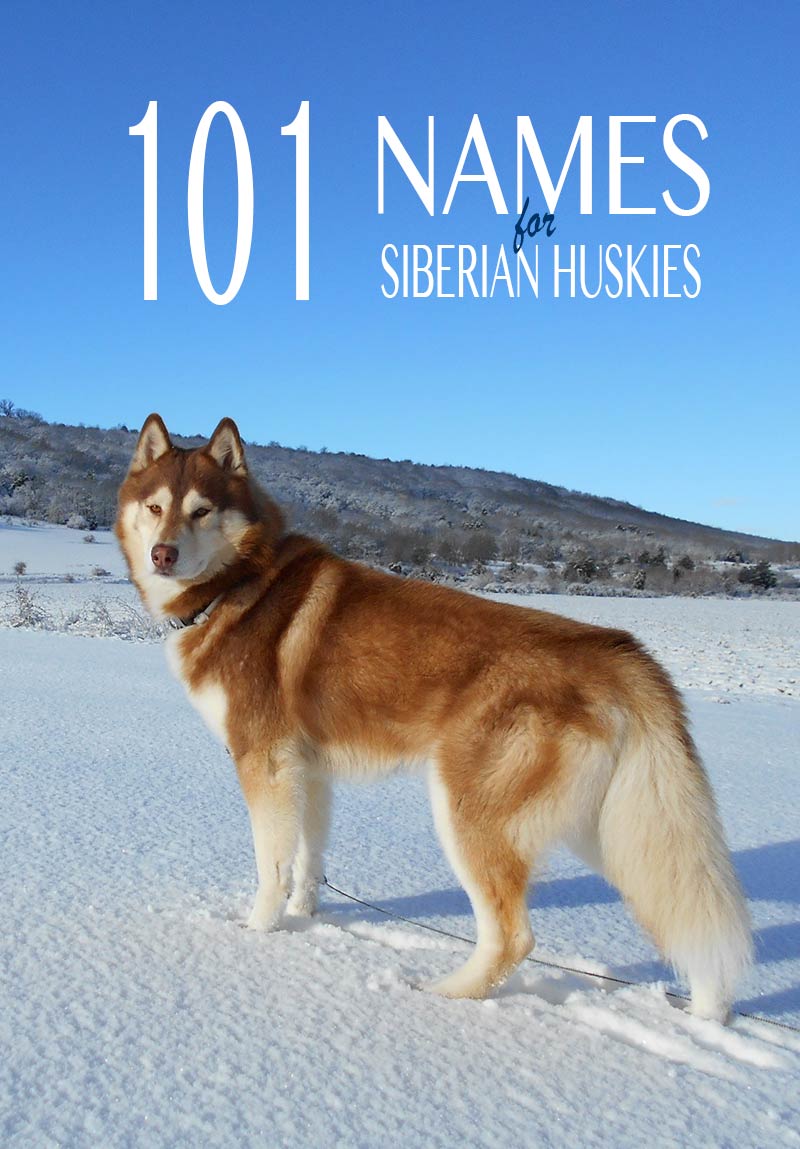 Husky Names - 101 Great Name Ideas For Your Siberian Husky