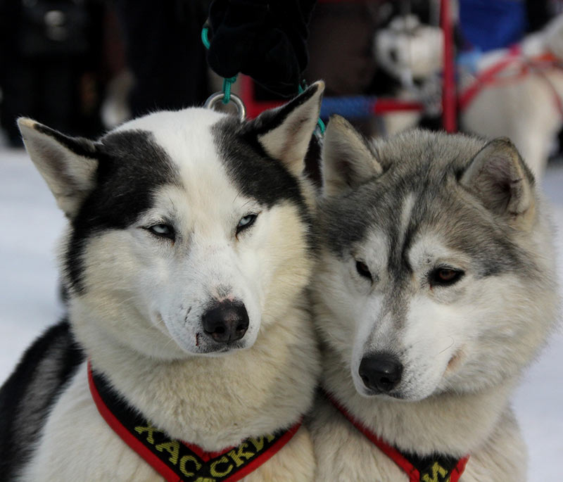 are female or male huskies better