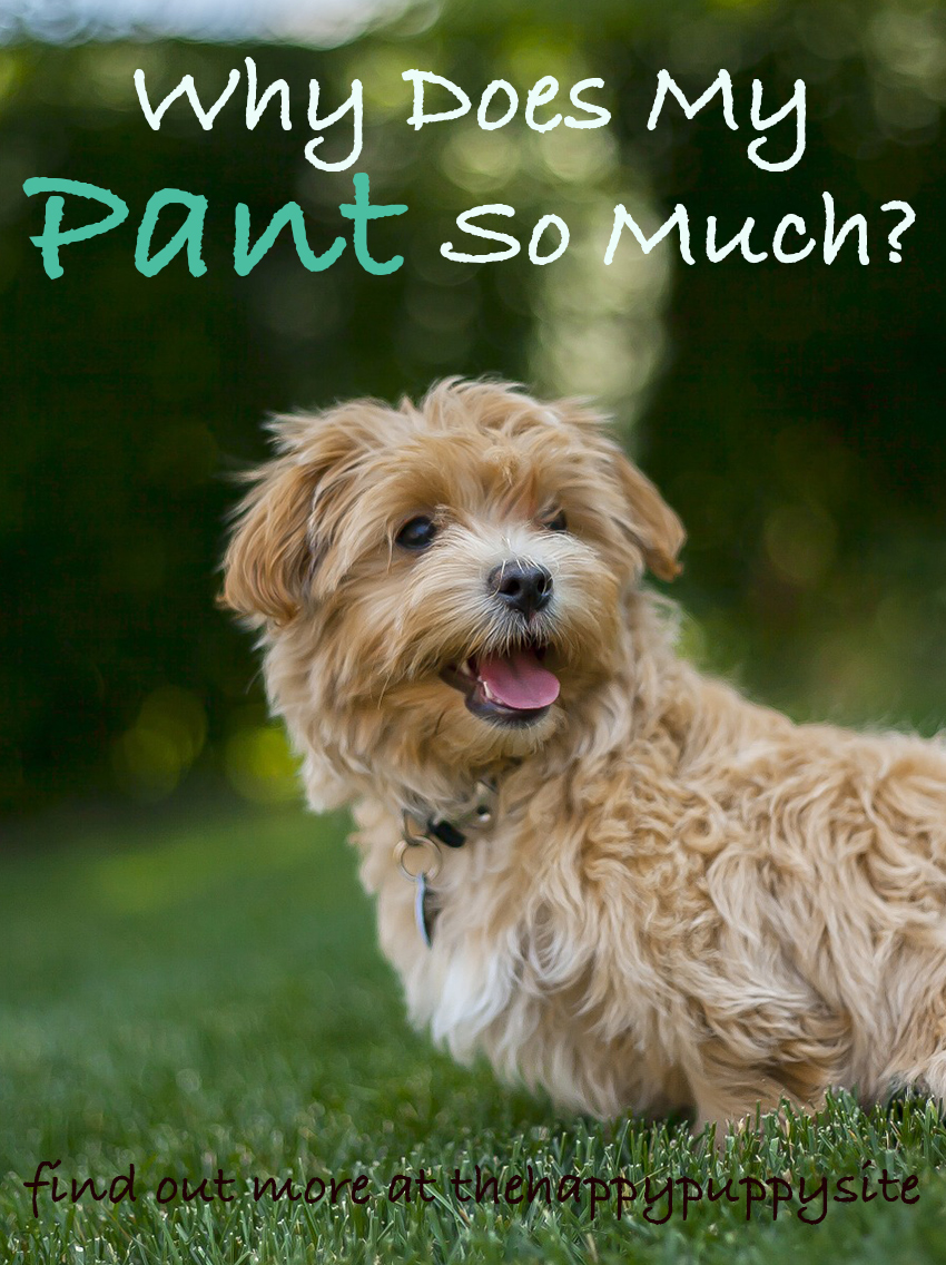 what does it mean when your dog is panting