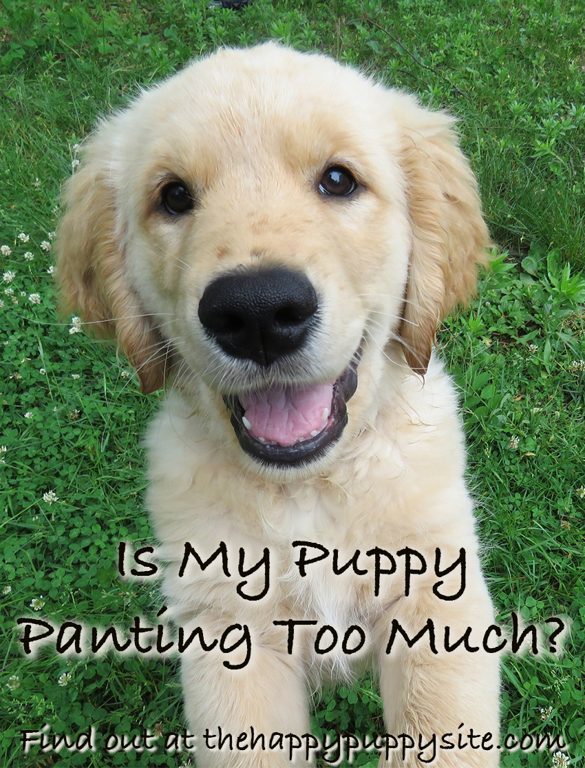 what does it mean when your dog is panting