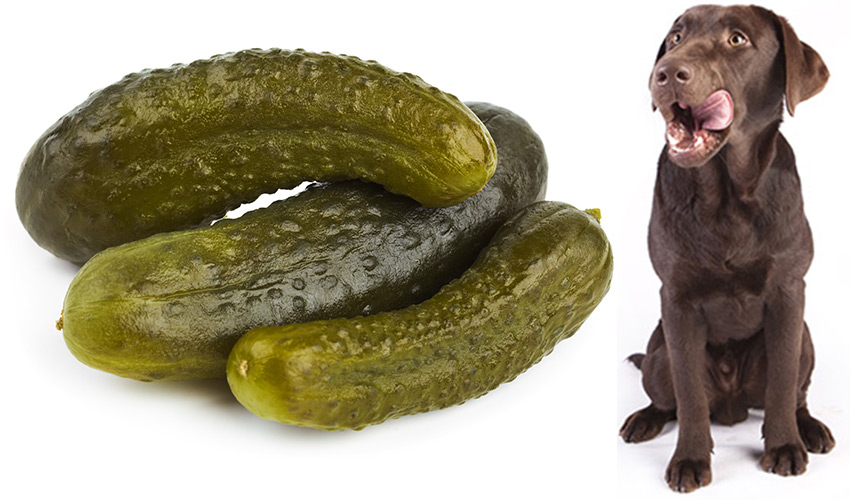 do pickles make dogs sick