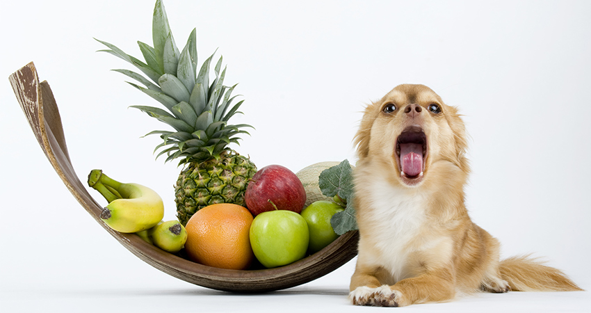 is pineapple toxic to dogs