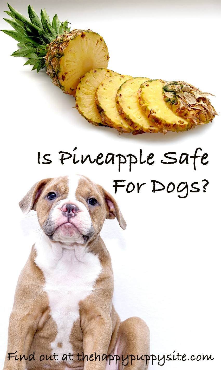 Can Dogs Have Pineapple Juice - petfinder