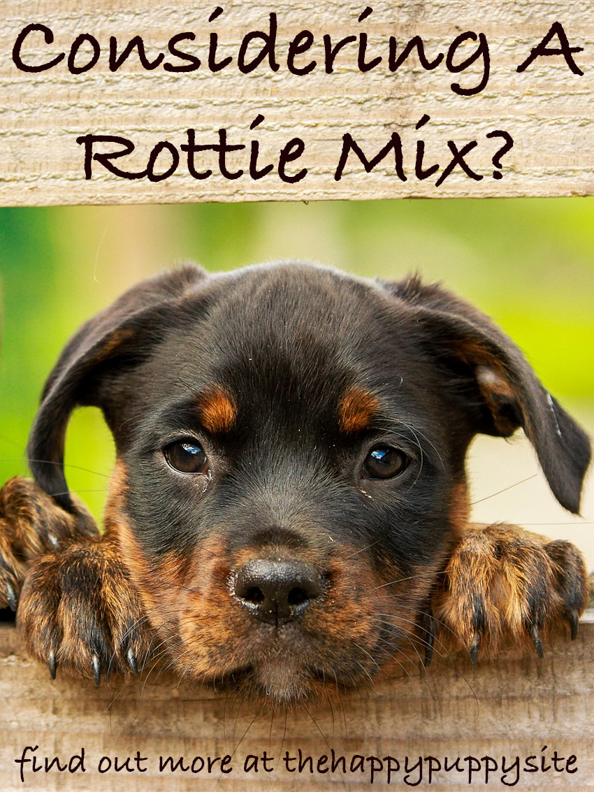 rottie shepherd mix puppies for sale