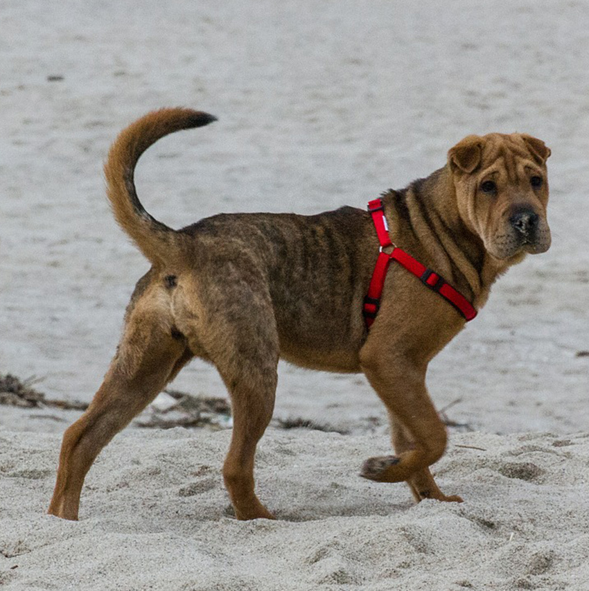 shar pei dog aggression