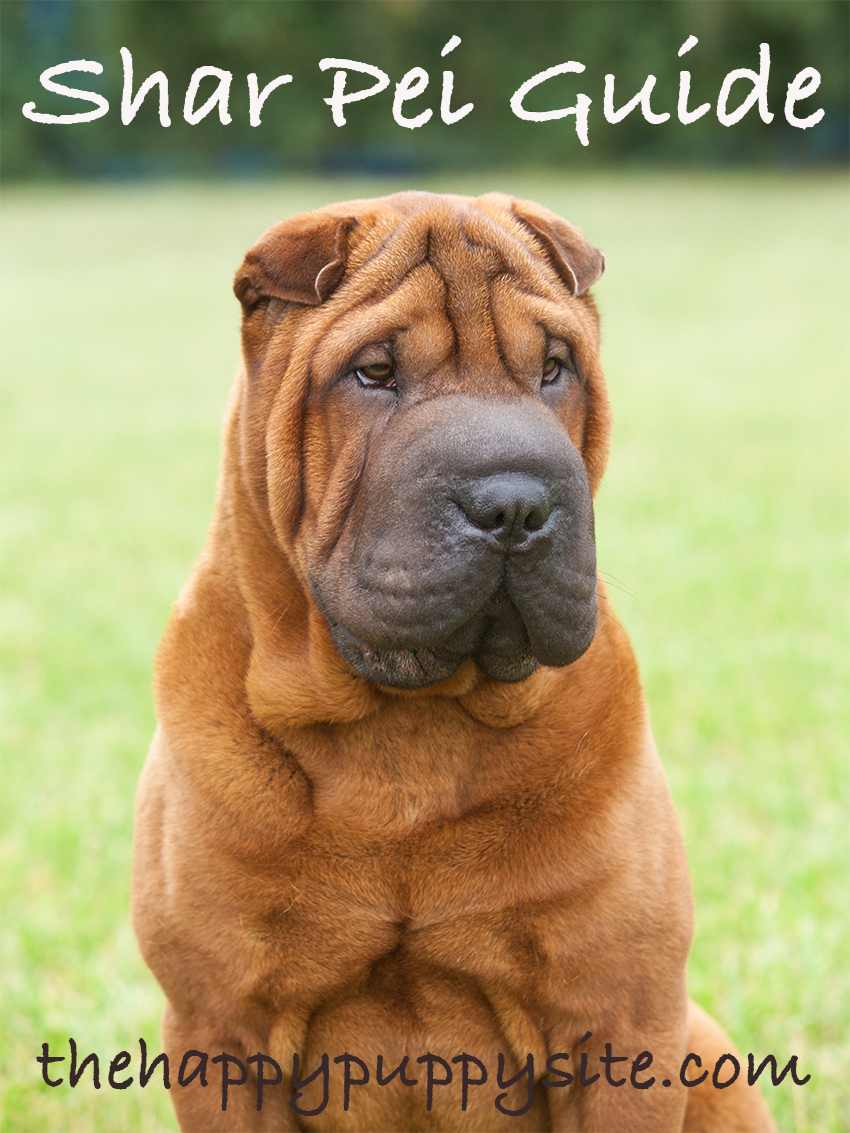 shar pei care