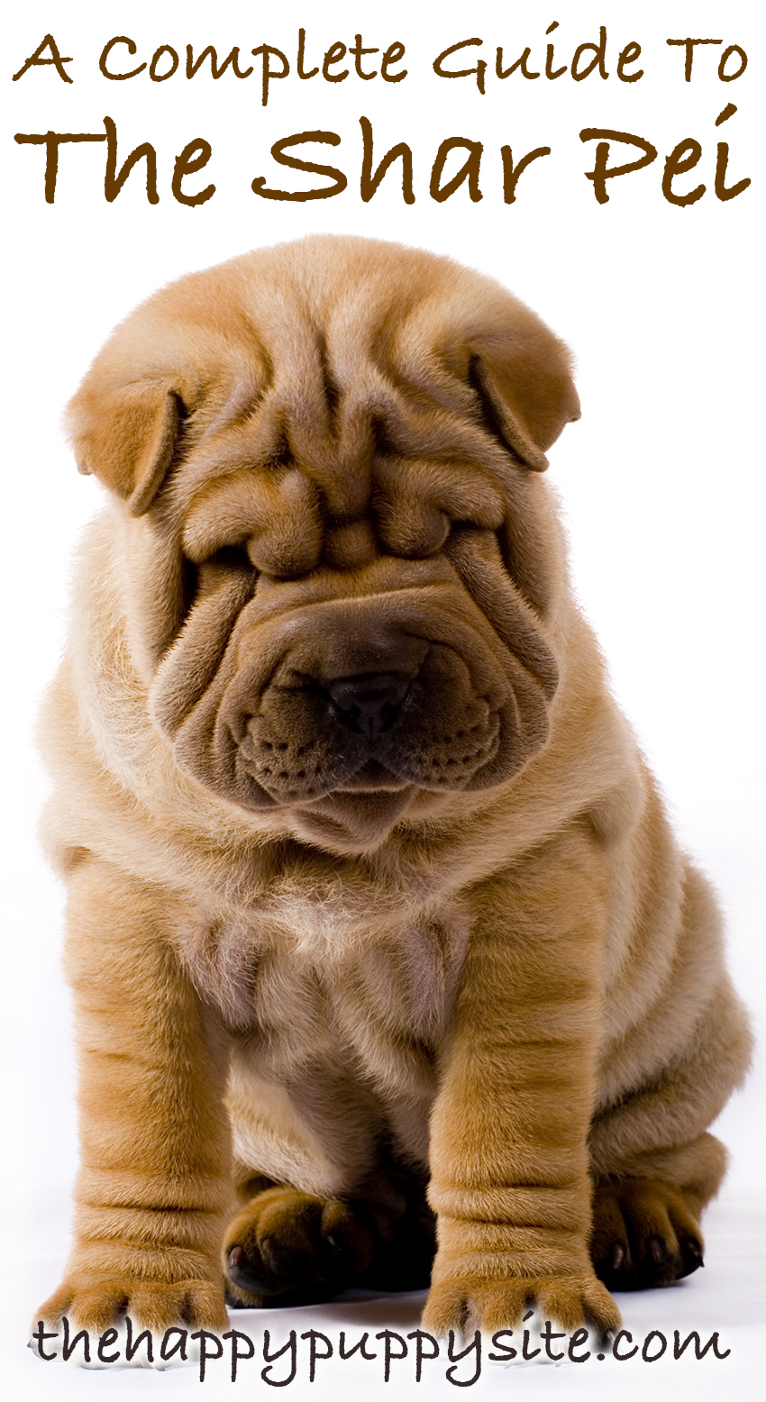 Shar Pei Dog Breed Guide Checking Out Their Pros And Cons