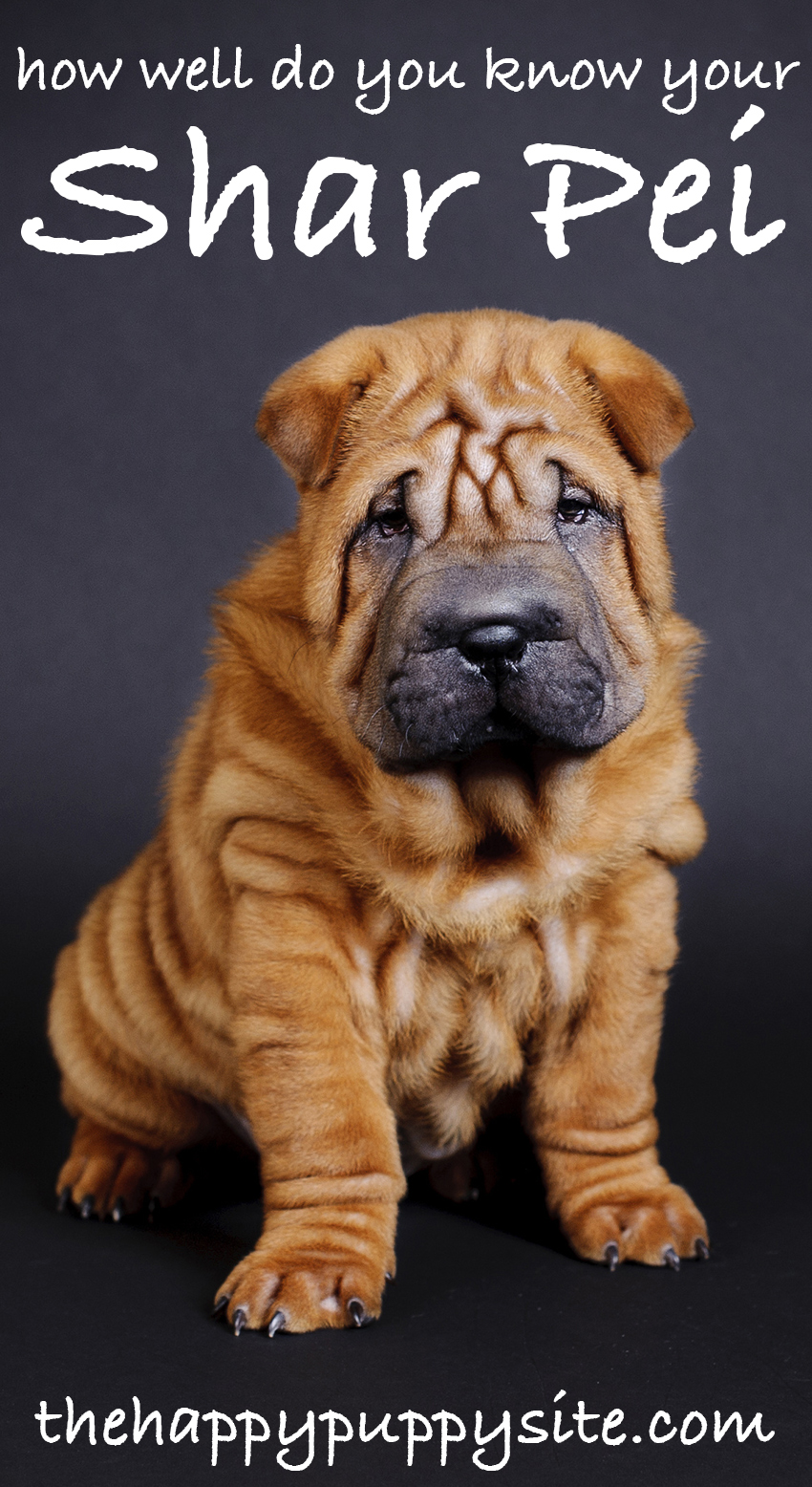 shar pei crypto