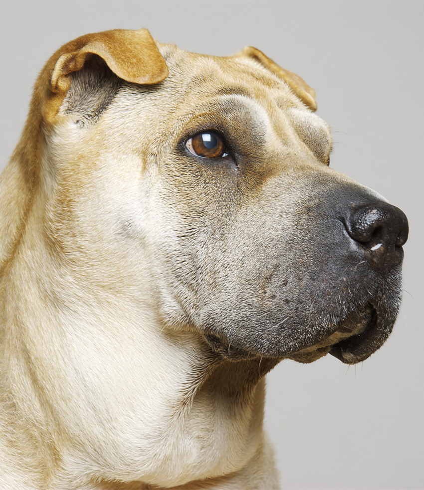 Shar Pei Dog Breed Guide Checking Out Their Pros And Cons