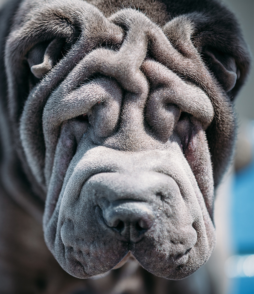 shar pei puppy gray