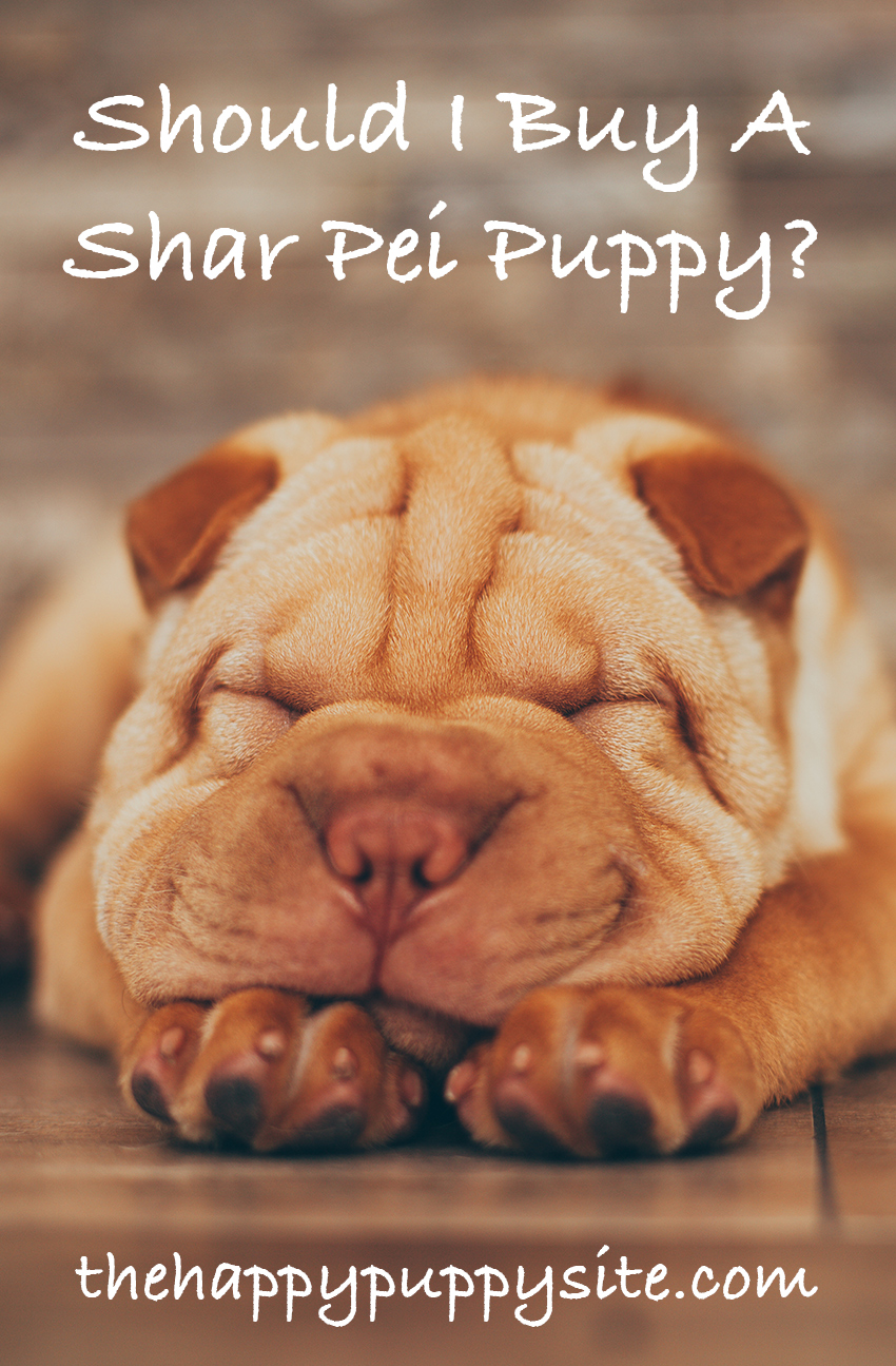 shar pei care