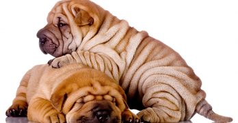 A Complete Guide To The Shar Pei Dog Breed. Everything you need to know about the world's wrinkliest dog.