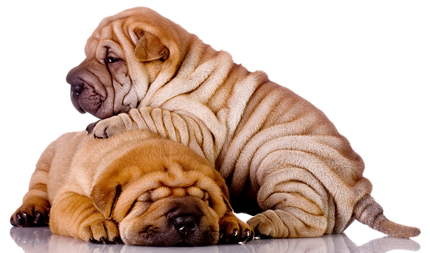 chinese shar pei puppy