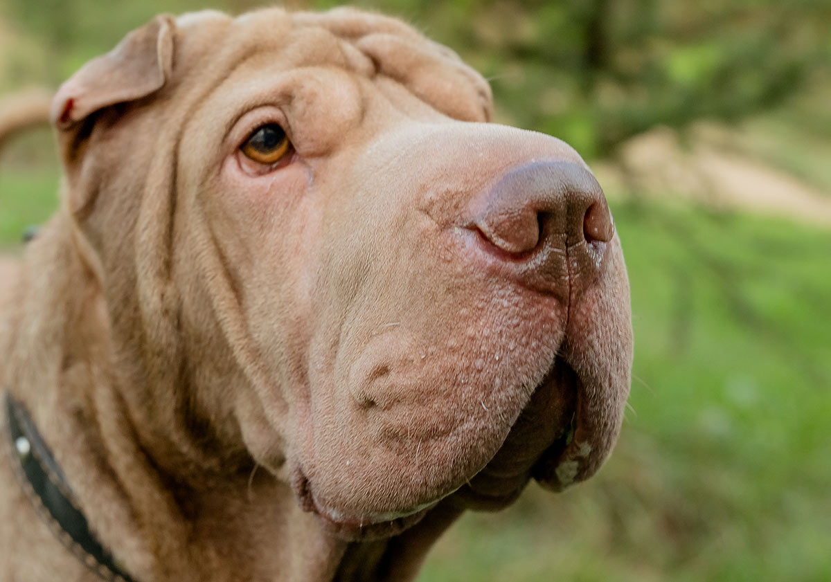 shar pei dog white