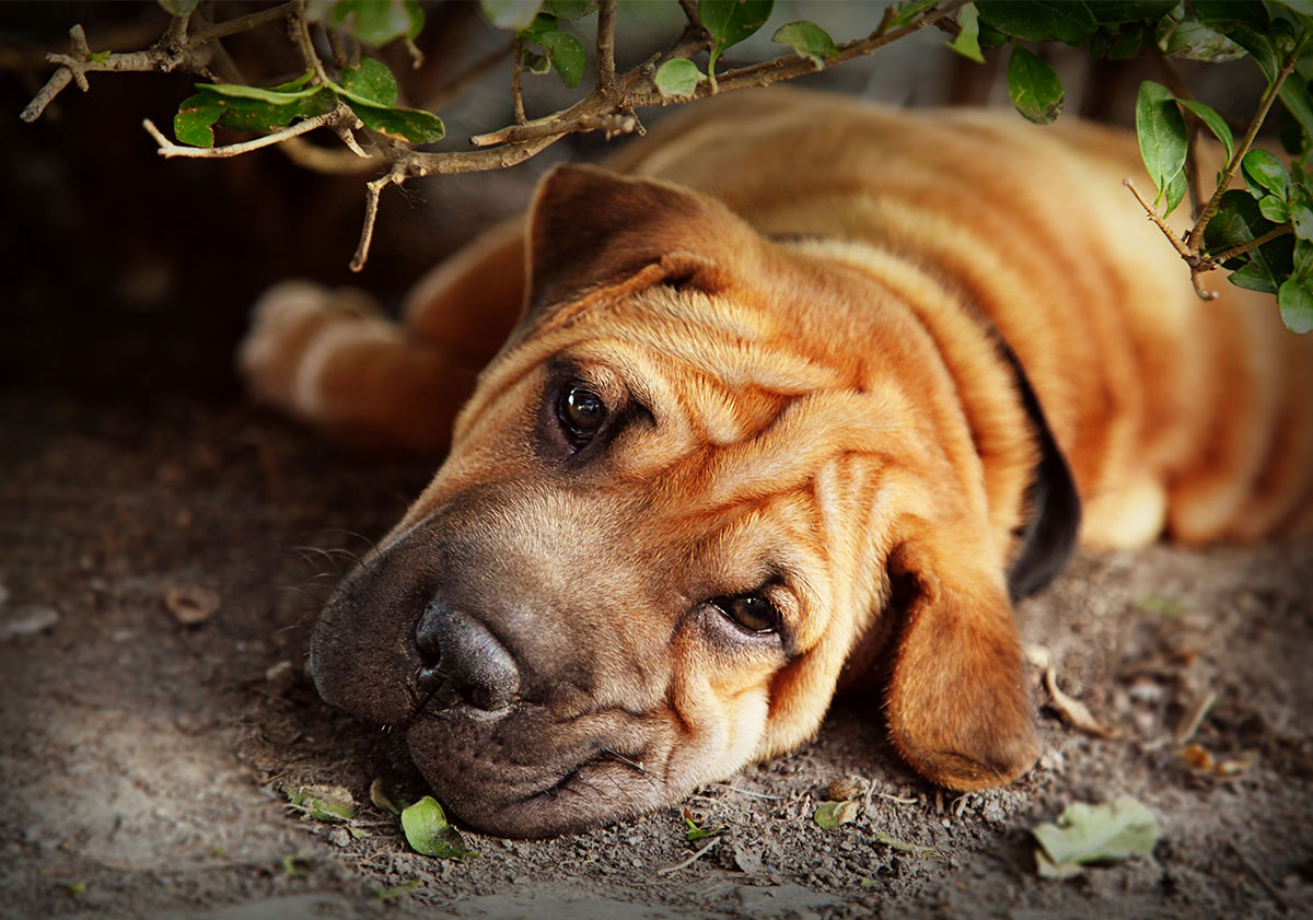 A wrinkled Shar Pei pup