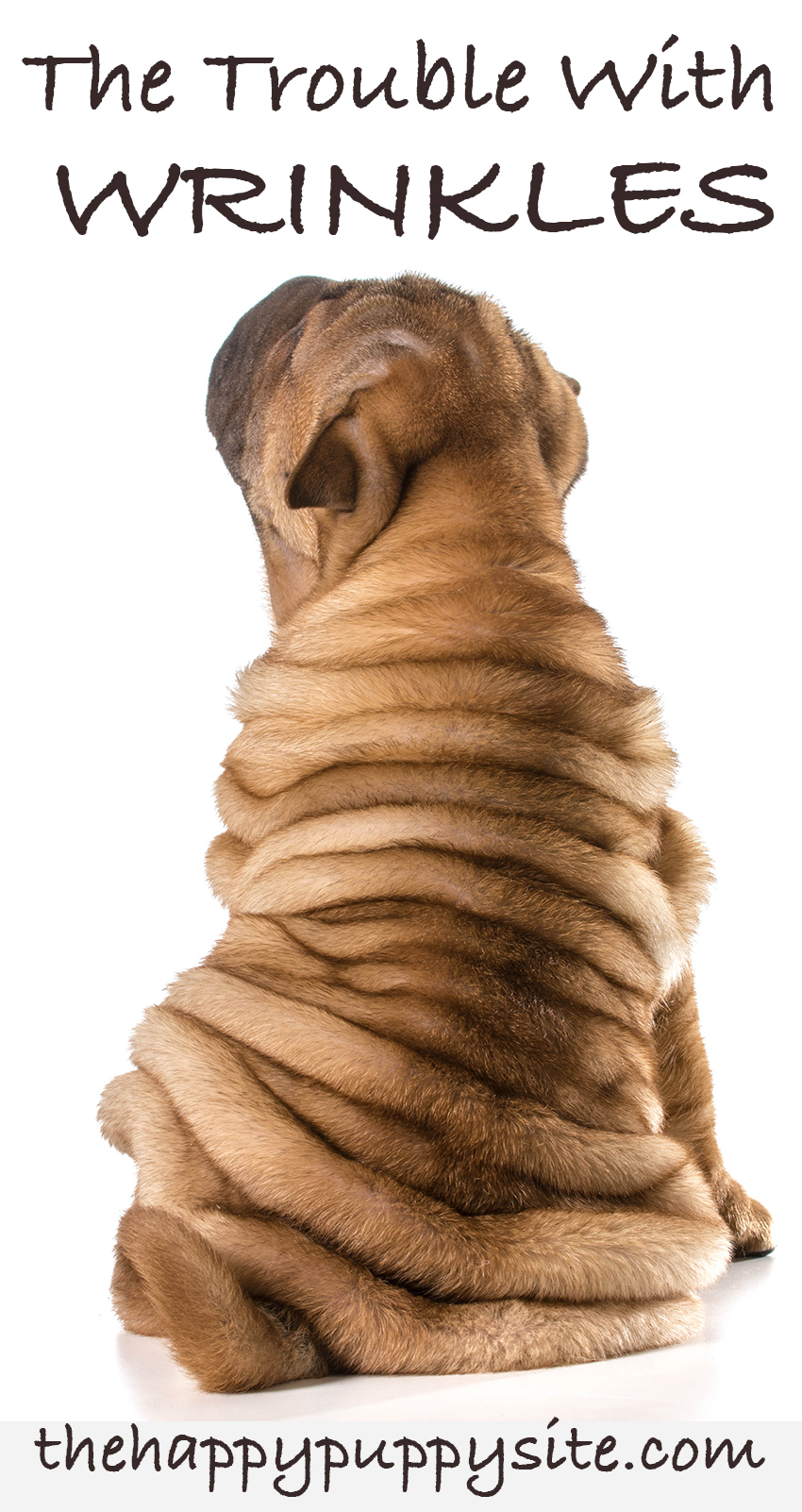 why are shar pei dogs so wrinkly