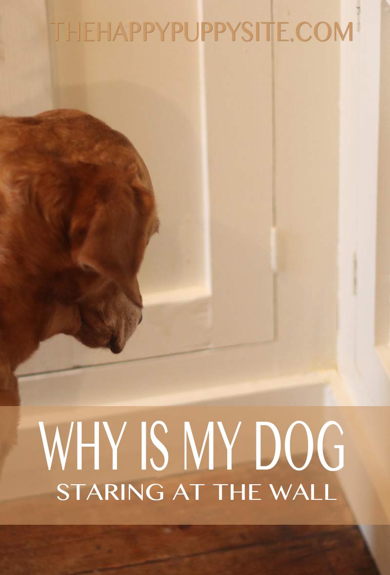 why do dogs stare at the wall