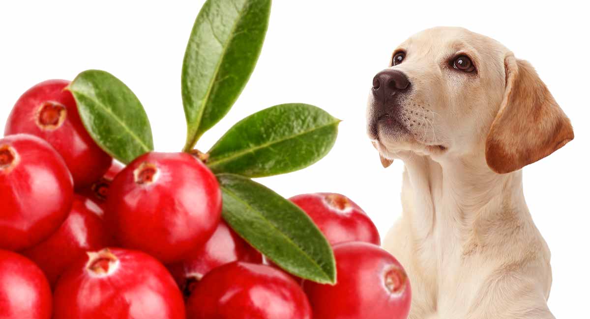 dogs eat cranberries