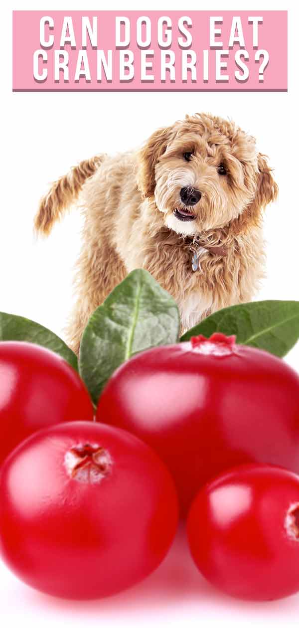 dogs eat cranberries