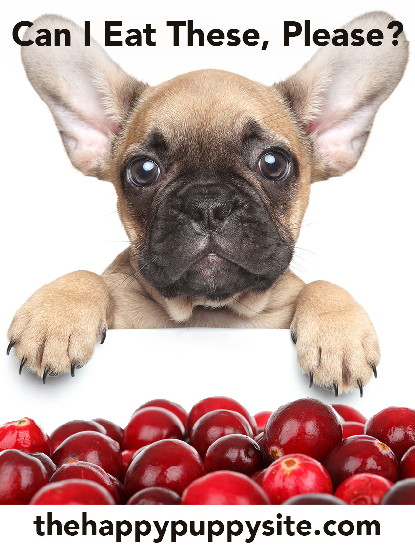 dogs eat cranberries