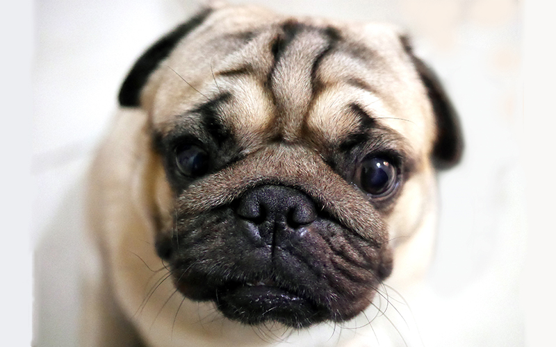 what are the dogs with wrinkled faces called