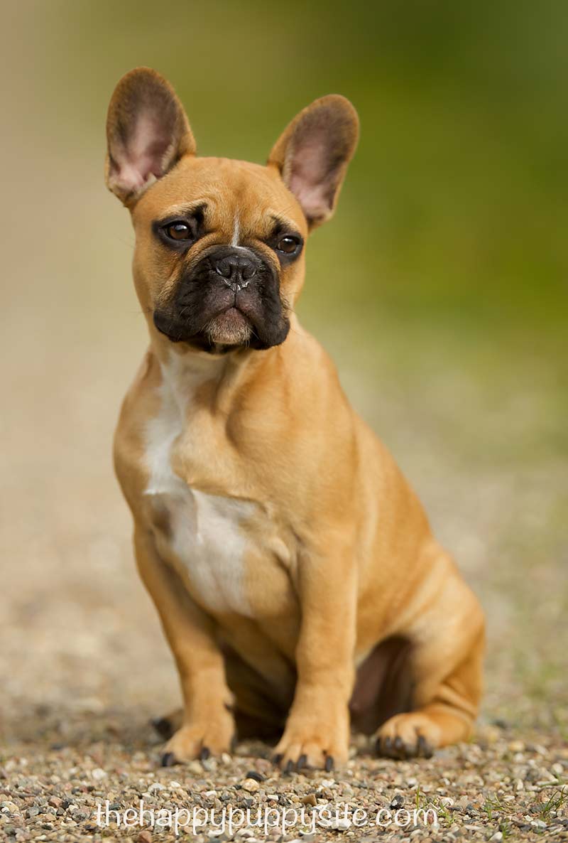 six month old french bulldog