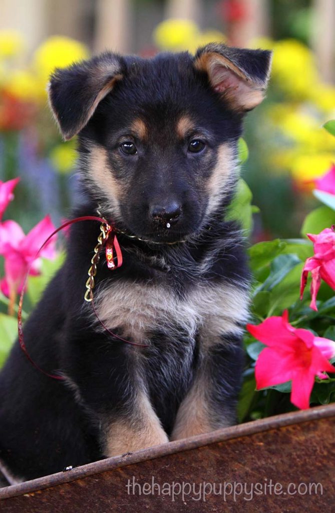 What To Look For When Buying A Puppy The Happy Puppy Site