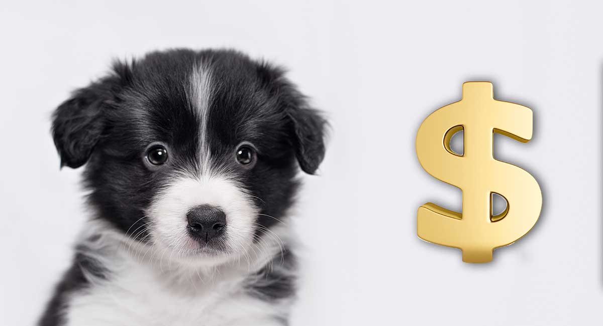 Dog Price: How Much Does A Dog Cost? Cost of Buying and Owning Dogs