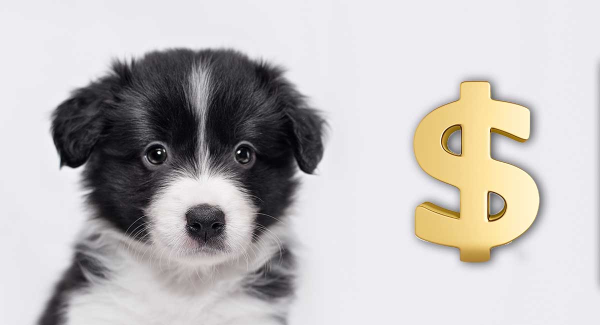 cost of dog ownership by breed