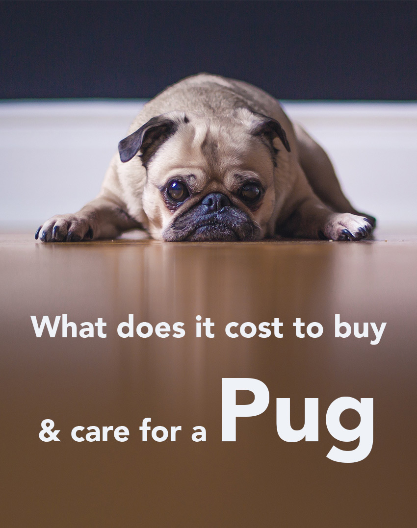 how much does buying a dog cost