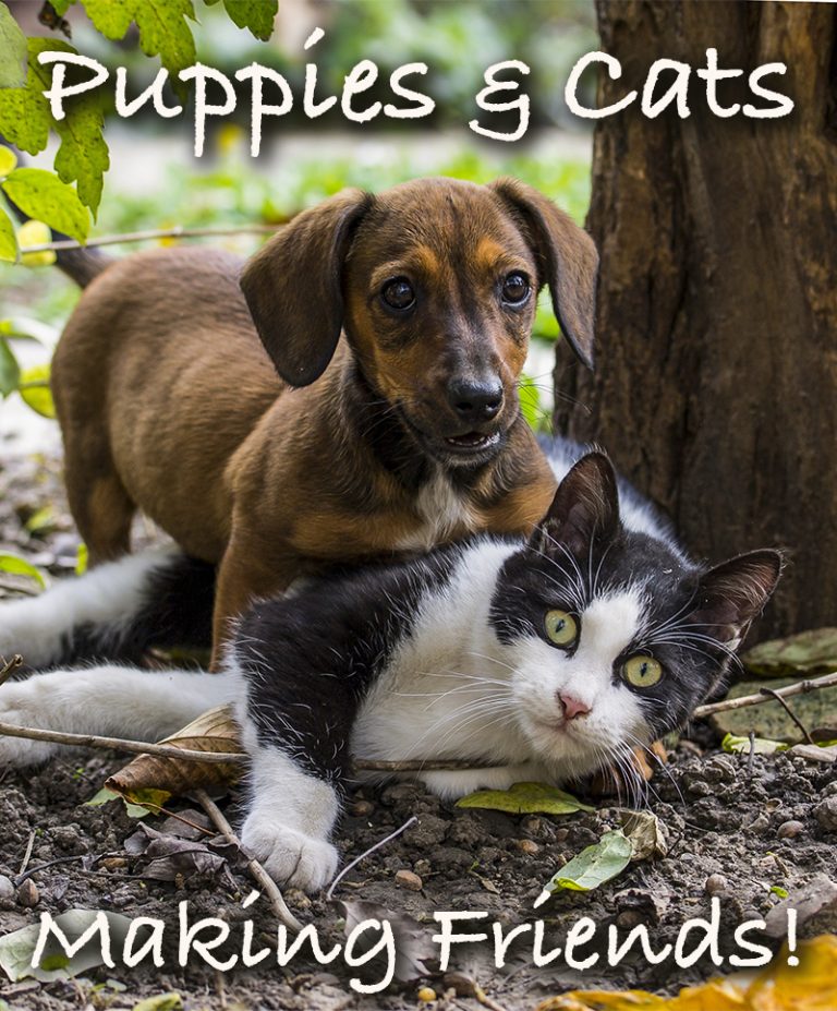A Simple Guide To Introducing A Puppy To A Cat