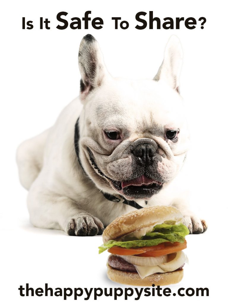 Can Dogs Have Pickles A Food Safety Guide by The Happy Puppy Site