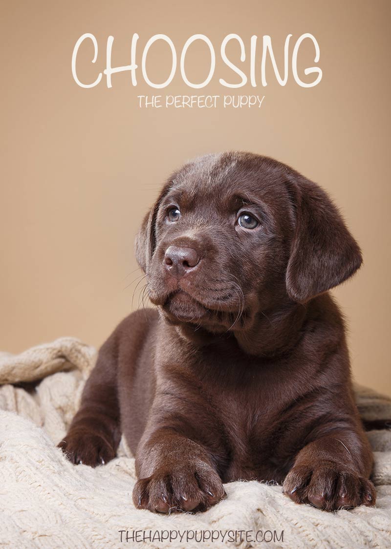 Choosing the Perfect Puppy isn't easy!  Find out how to pick the puppy of your dreams