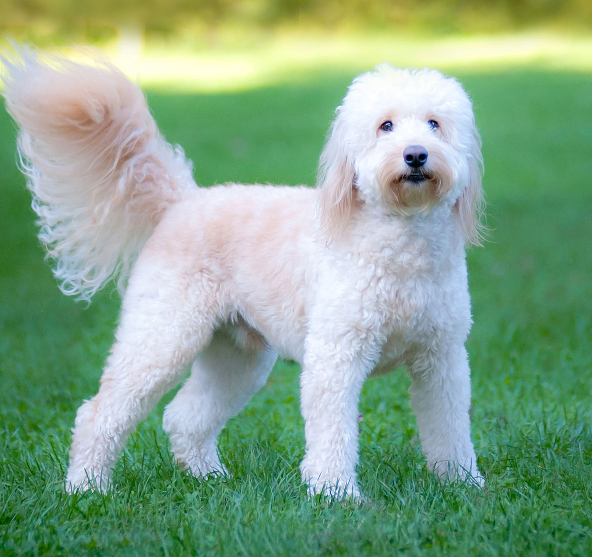 golden retriever and maltese