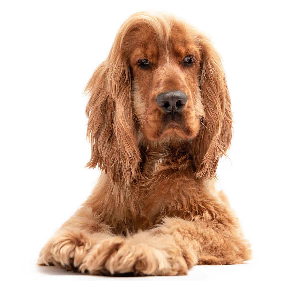 golden cocker retriever mini