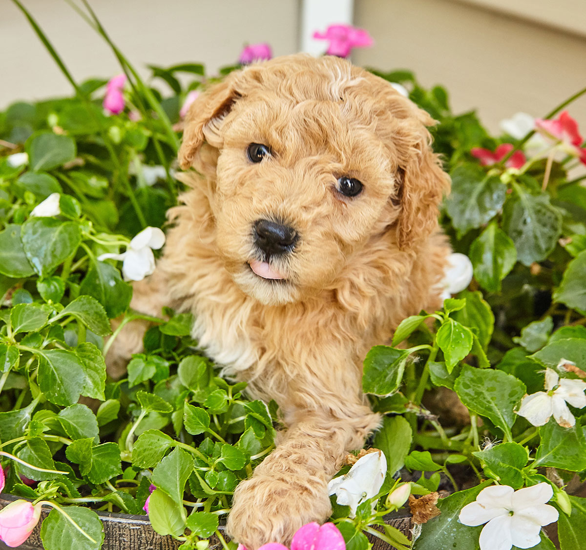 NEW Golden Retriever TERRA BATTAT Dog Puppy Family Plastic ...