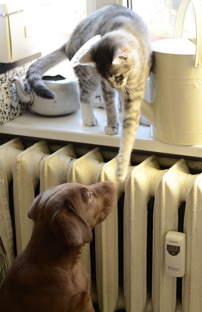 Introducing a puppy to a cat