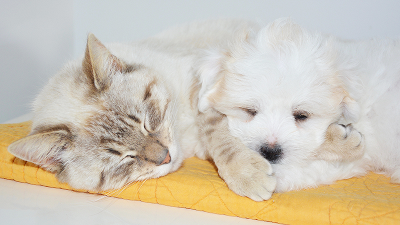 how do you introduce a puppy to a cat