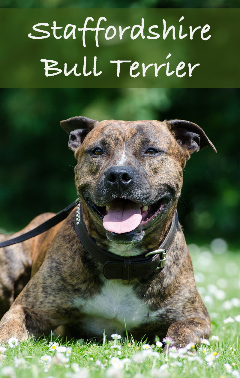 Staffordshire Bull Terrier Size Chart