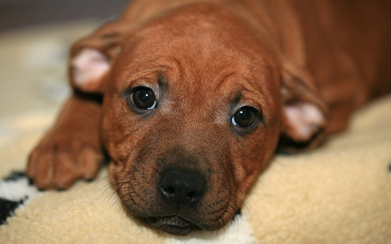 black and tan staffy puppies