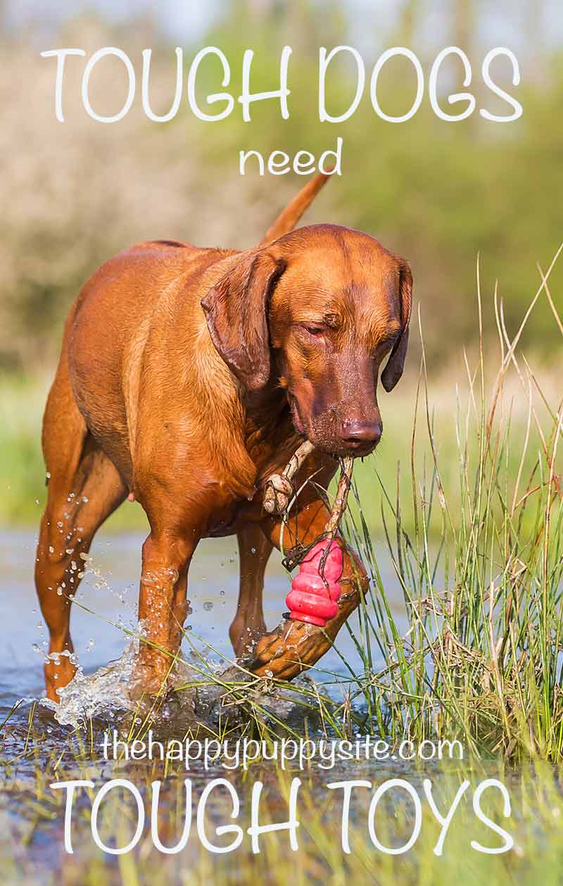 indestructible dog toys for labs